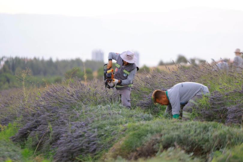 Merkezefendi’nin Mor Güzelliğinde Hasat Tamamlandı